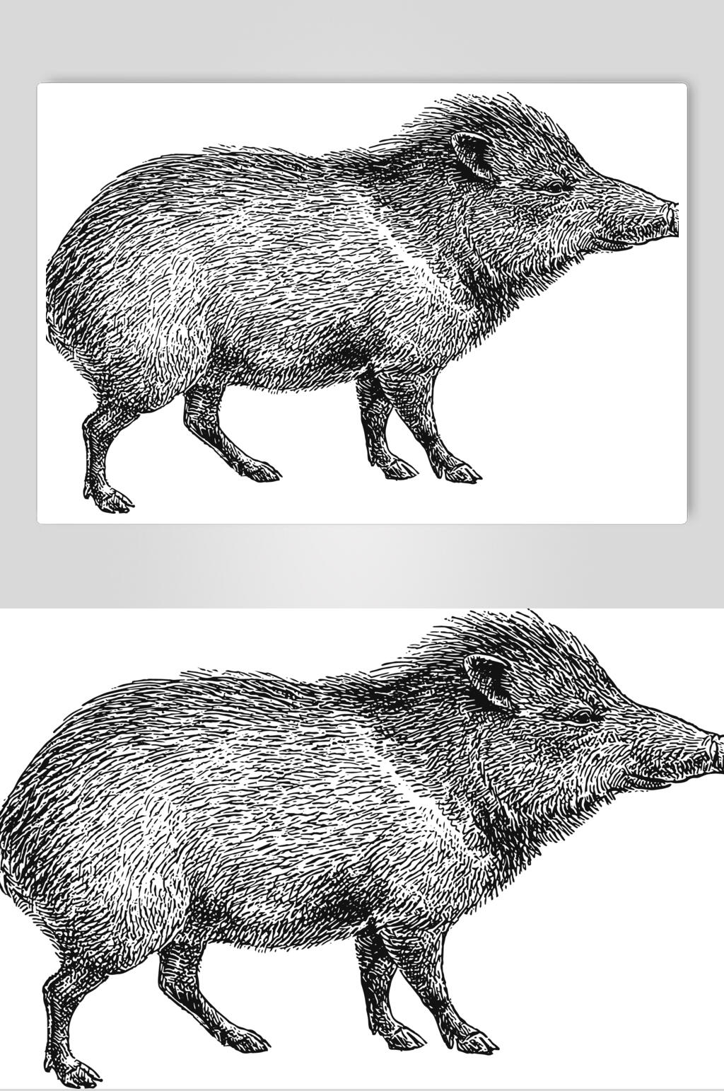 野猪动物素描手绘矢量素材素材