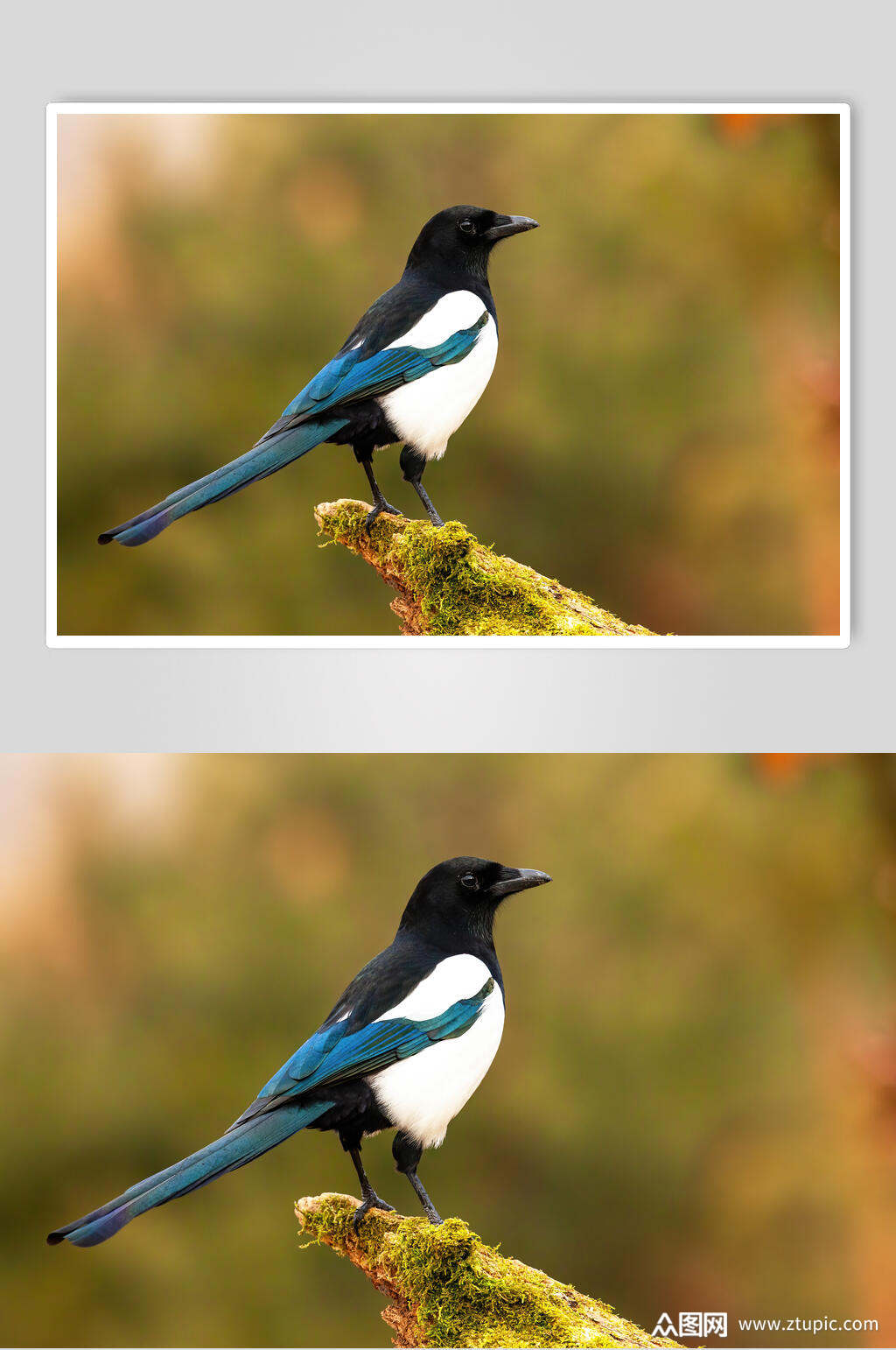 鸟动物形态摄影图素材