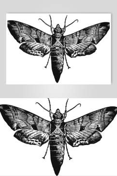 昆虫黑色简约动物素描手绘矢量素材
