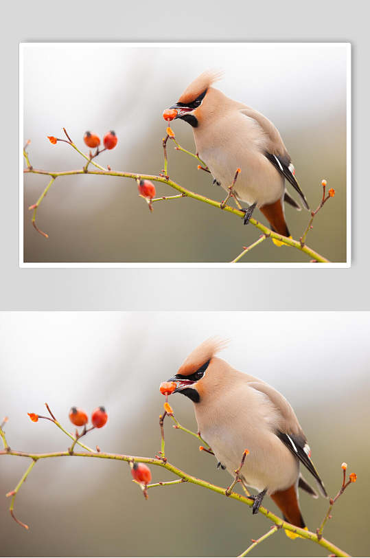 枸杞子鸟动物形态摄影图