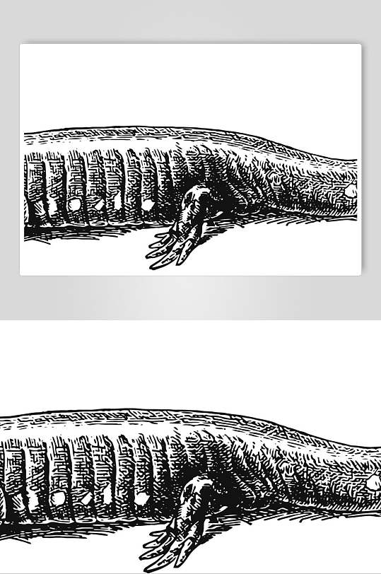蜥蜴动物素描手绘矢量素材