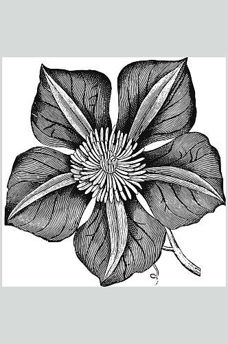 线条黑色唯美植物花卉手绘矢量素材