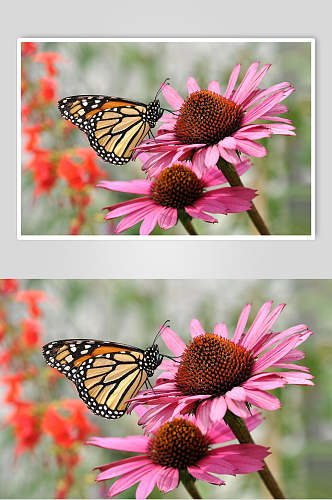 花朵蝴蝶可爱动物图片