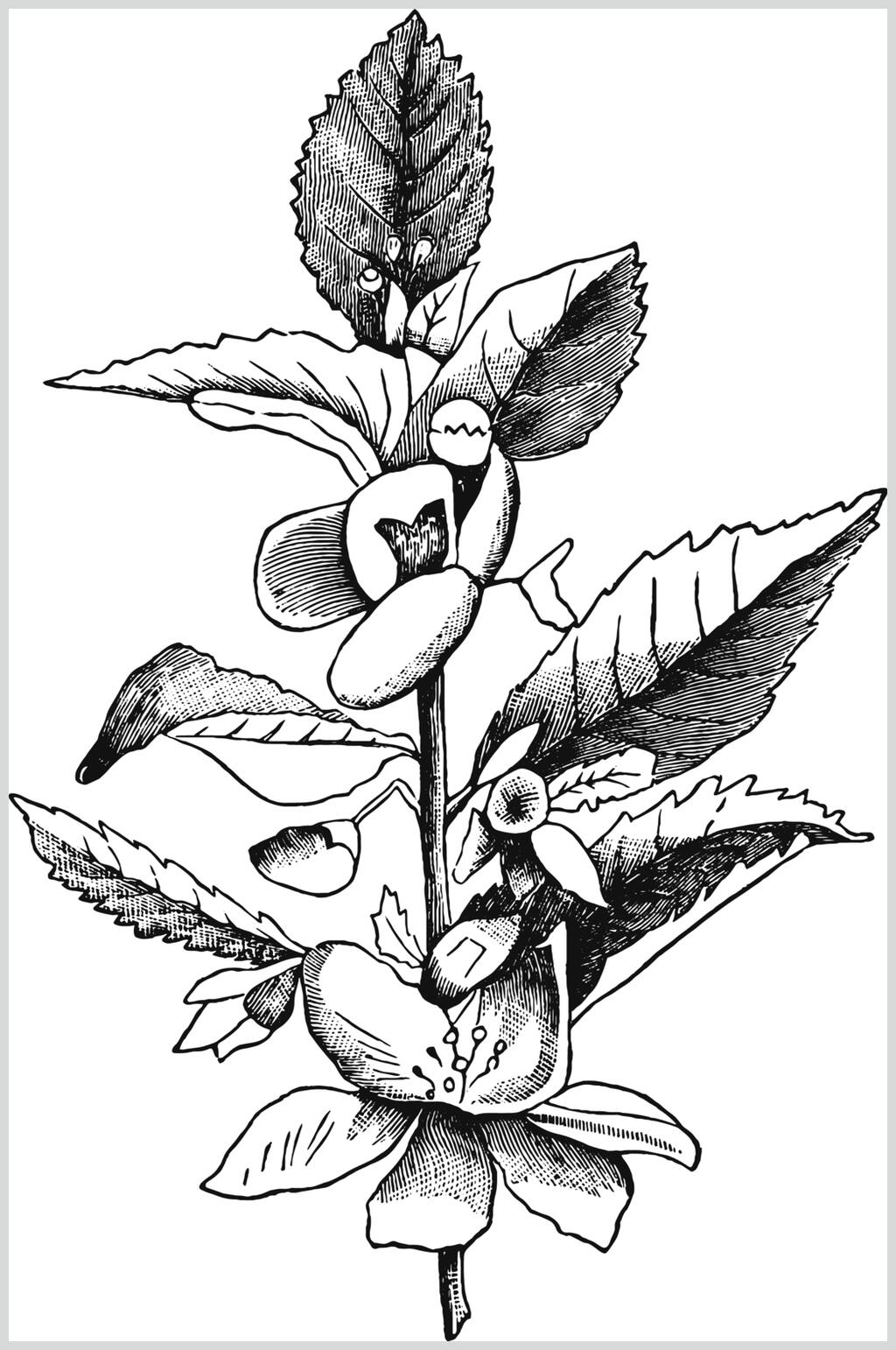 叶子简约清新植物花卉手绘矢量素材素材