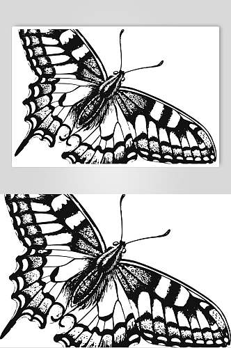 蝴蝶动物素描手绘矢量素材