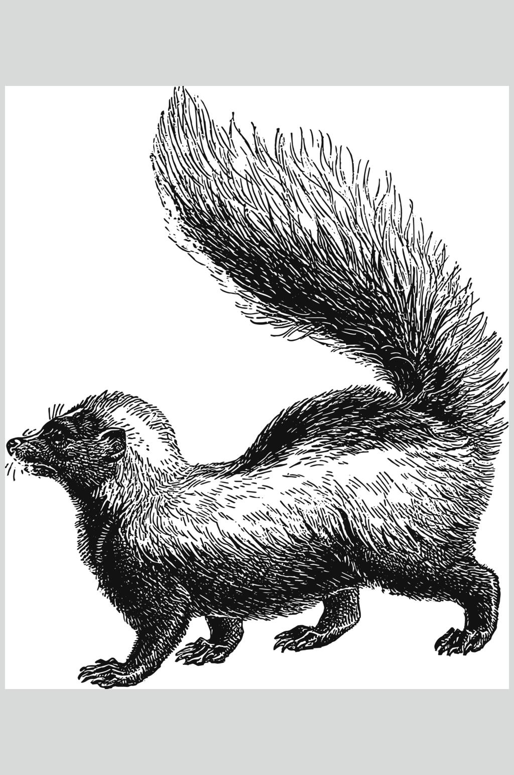 各种动物尾巴的画法图片