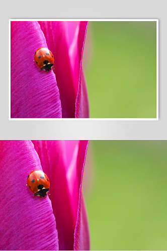 粉色花朵七星瓢虫可爱动物图片