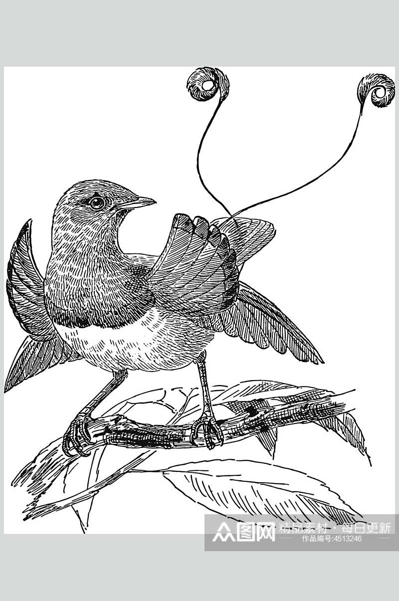 小鸟树枝黑色动物素描手绘矢量素材素材