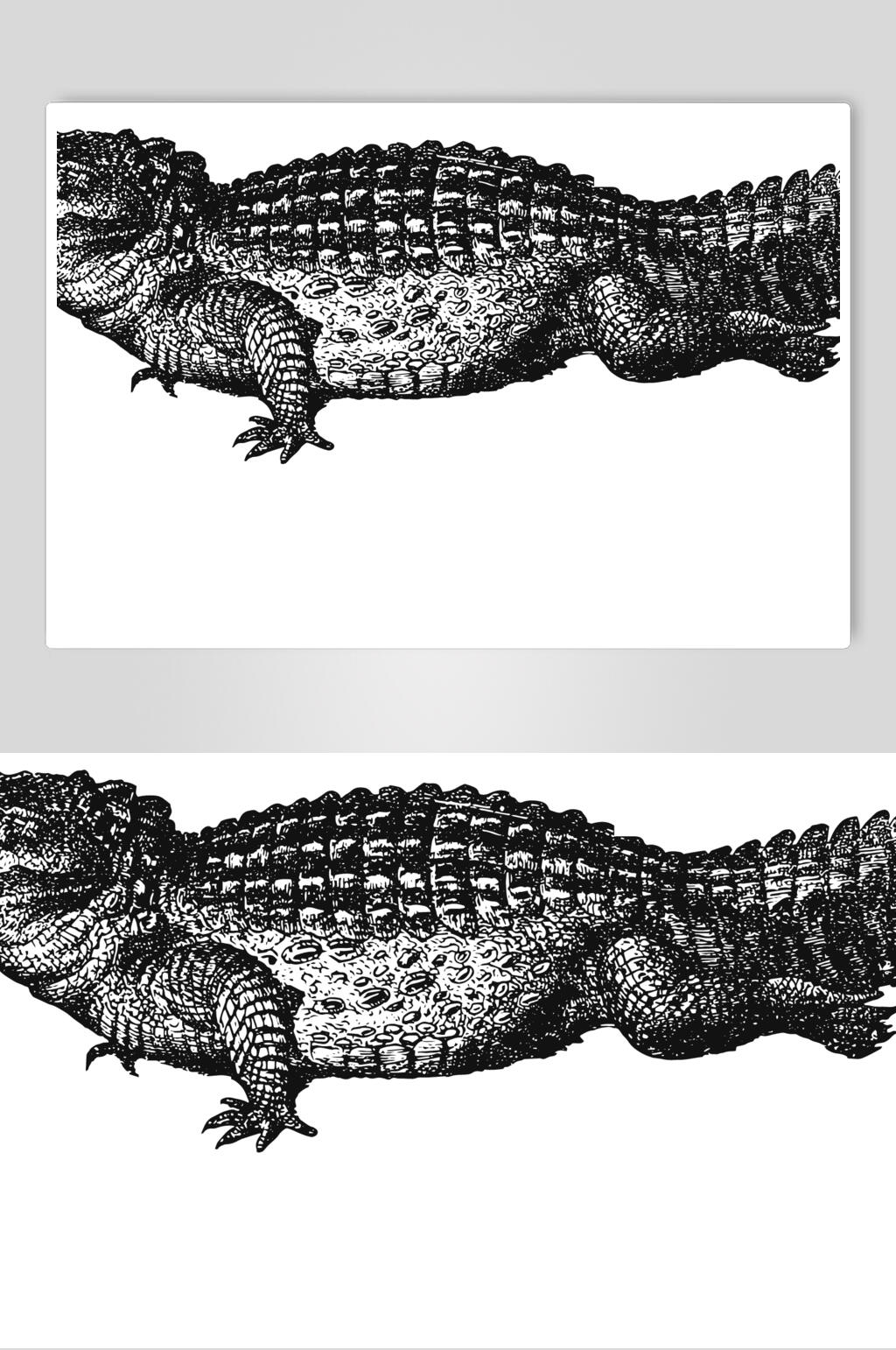 鳄鱼设计素描图片