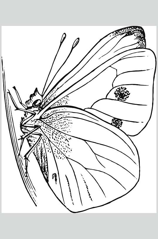 蝴蝶线条黑色动物素描手绘矢量素材