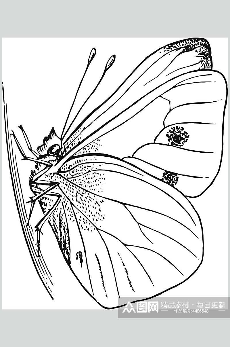 蝴蝶线条黑色动物素描手绘矢量素材素材