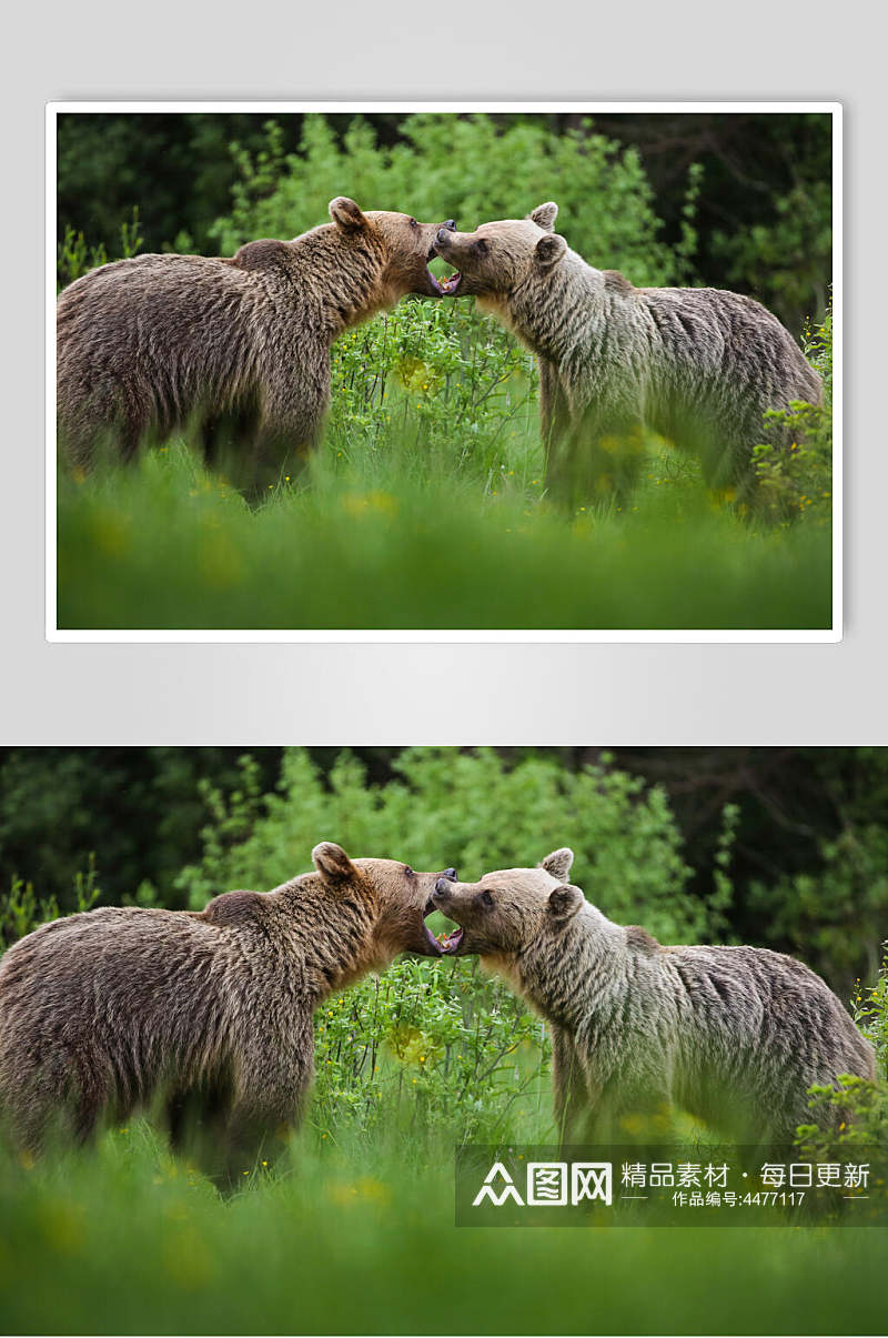 可爱浣熊动物形态摄影图素材