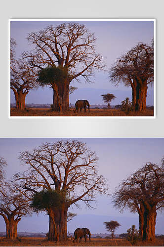 大树大象可爱动物图片