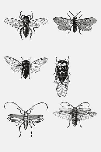 翅膀黑色动物昆虫素描手绘免抠素材