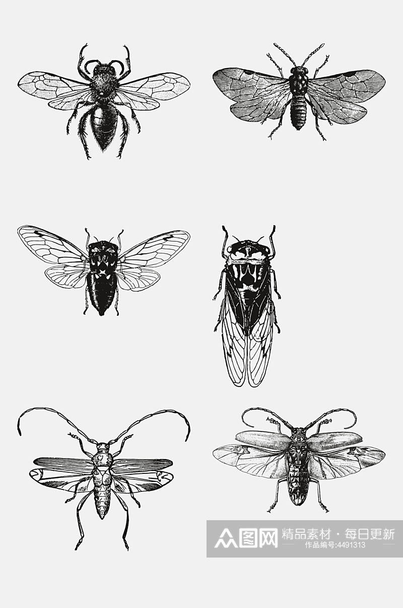 翅膀黑色动物昆虫素描手绘免抠素材素材