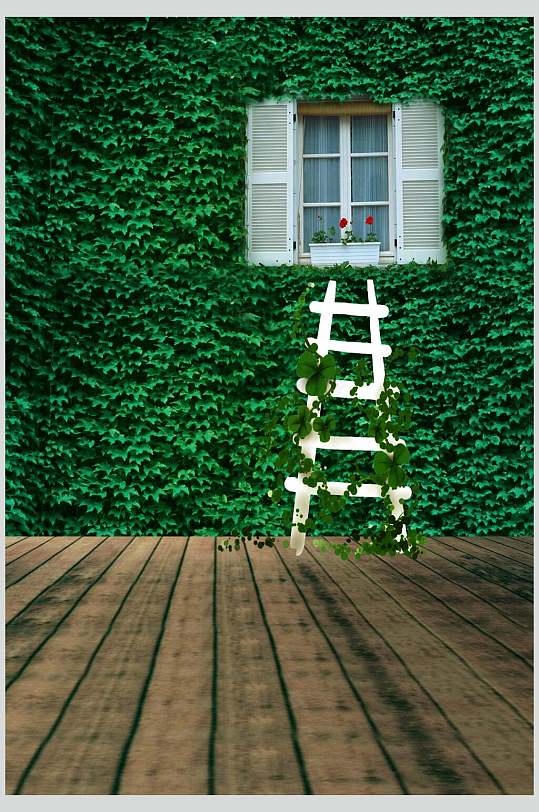 绿叶拍照背景图片