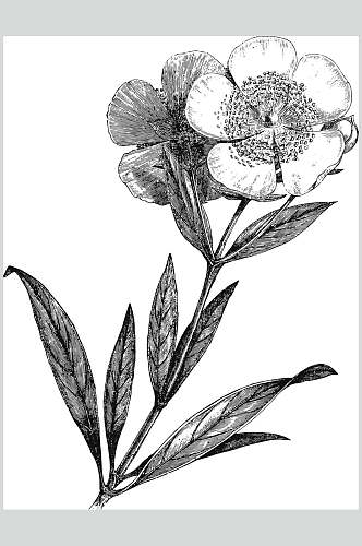 素描植物花卉手绘矢量素材