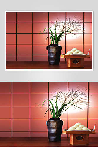 植物盆栽拍摄背景图片