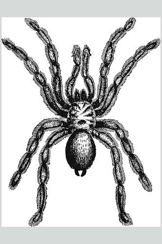 蜘蛛黑色唯美动物素描手绘矢量素材