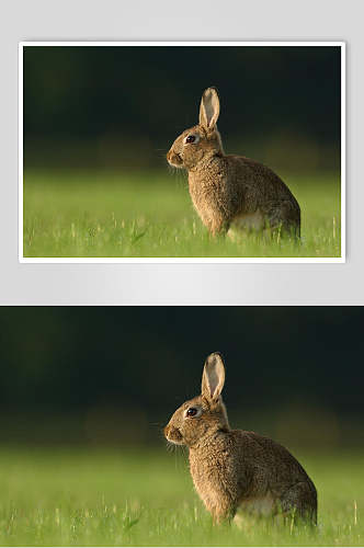 草坪兔子可爱动物图片