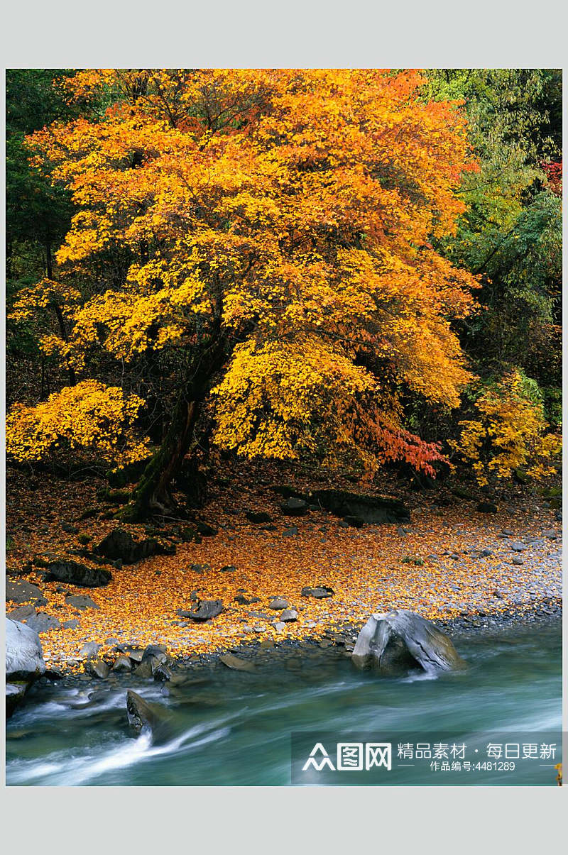 黄色大树大自然风光摄影图素材