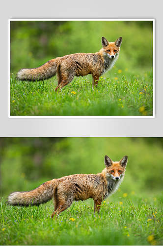 草坪狐狸动物形态摄影图