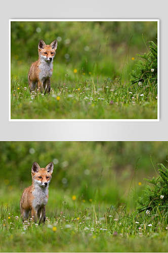 草坪狐狸动物形态摄影图