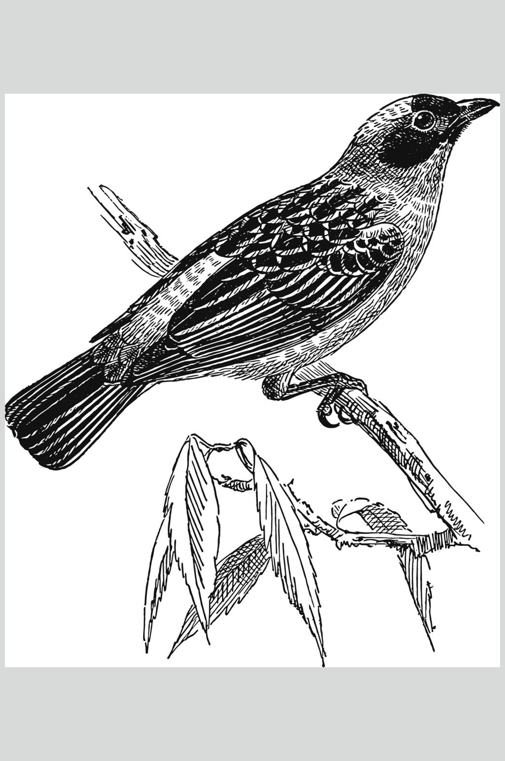 小鸟黑色简约动物素描手绘矢量素材素材