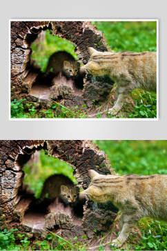 枯木两只小猫可爱动物图片