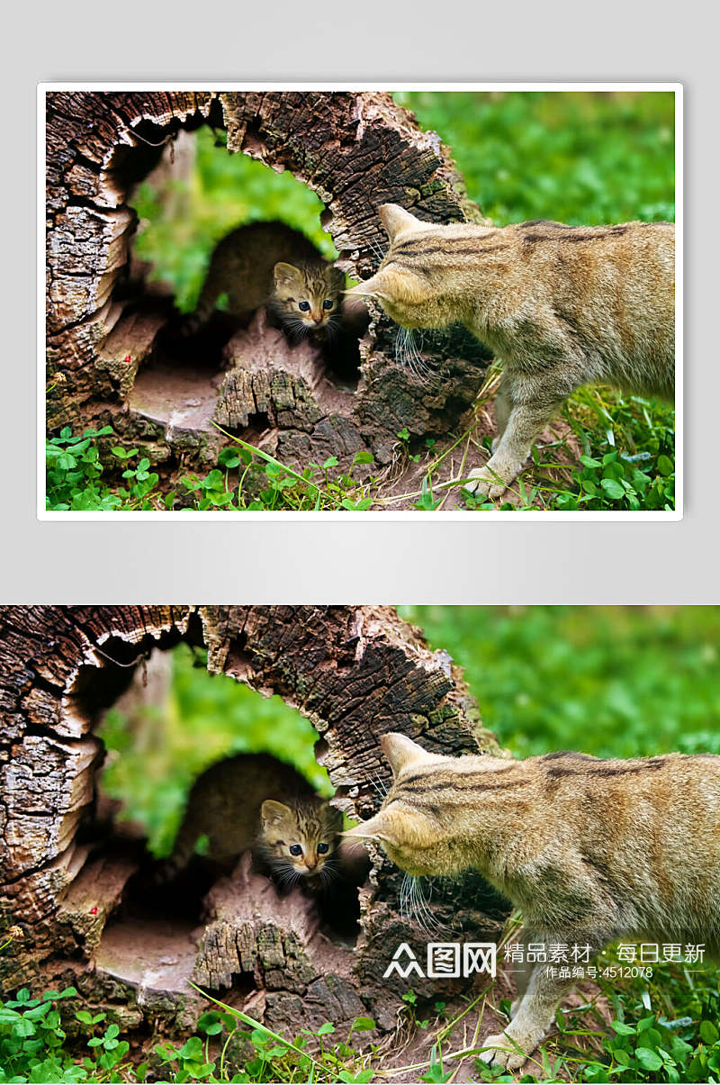 枯木两只小猫可爱动物图片素材