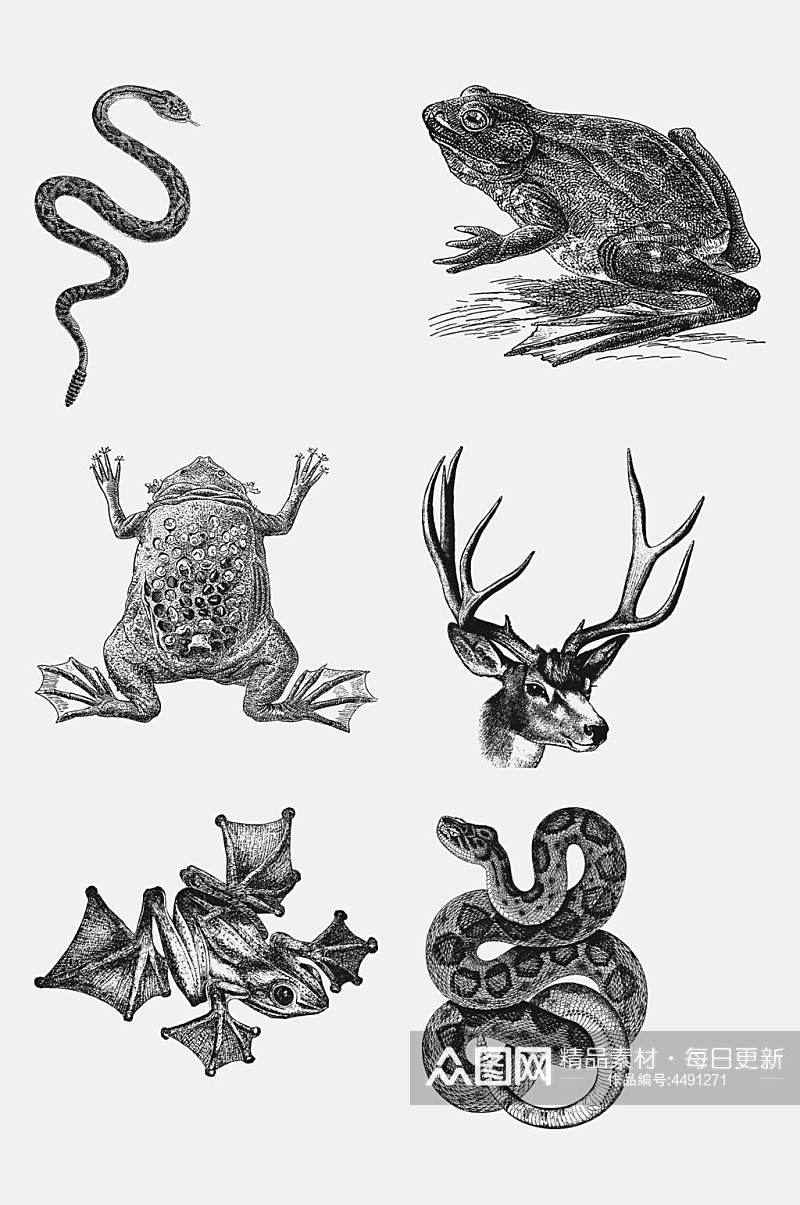 青蛙羚羊动物昆虫素描手绘免抠素材素材