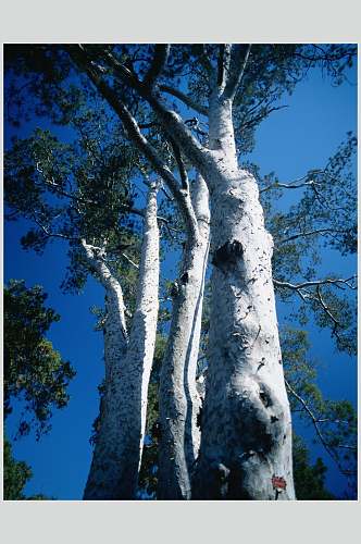 白桦树大自然风光摄影图