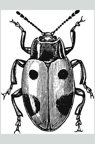 虫子动物素描手绘矢量素材