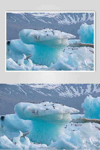 创意冰川企鹅动物形态摄影图