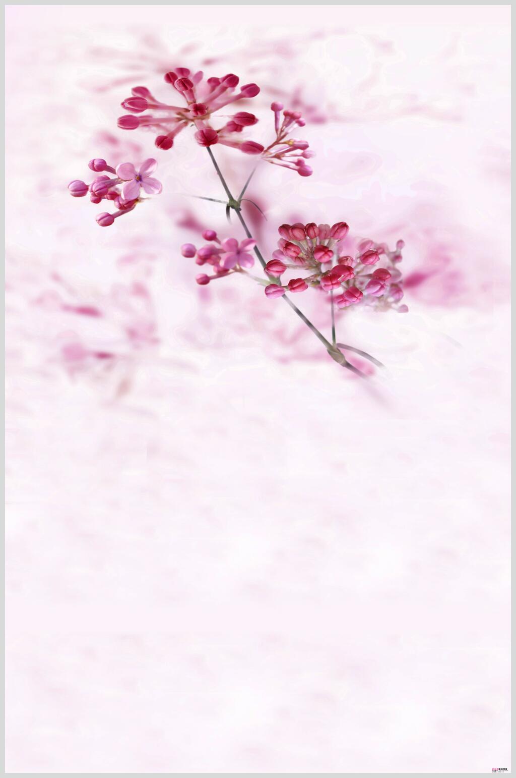 紫色花卉背景摄影图片素材