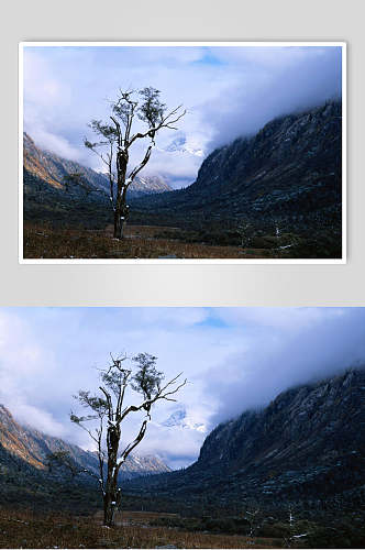 树木大自然风光摄影图