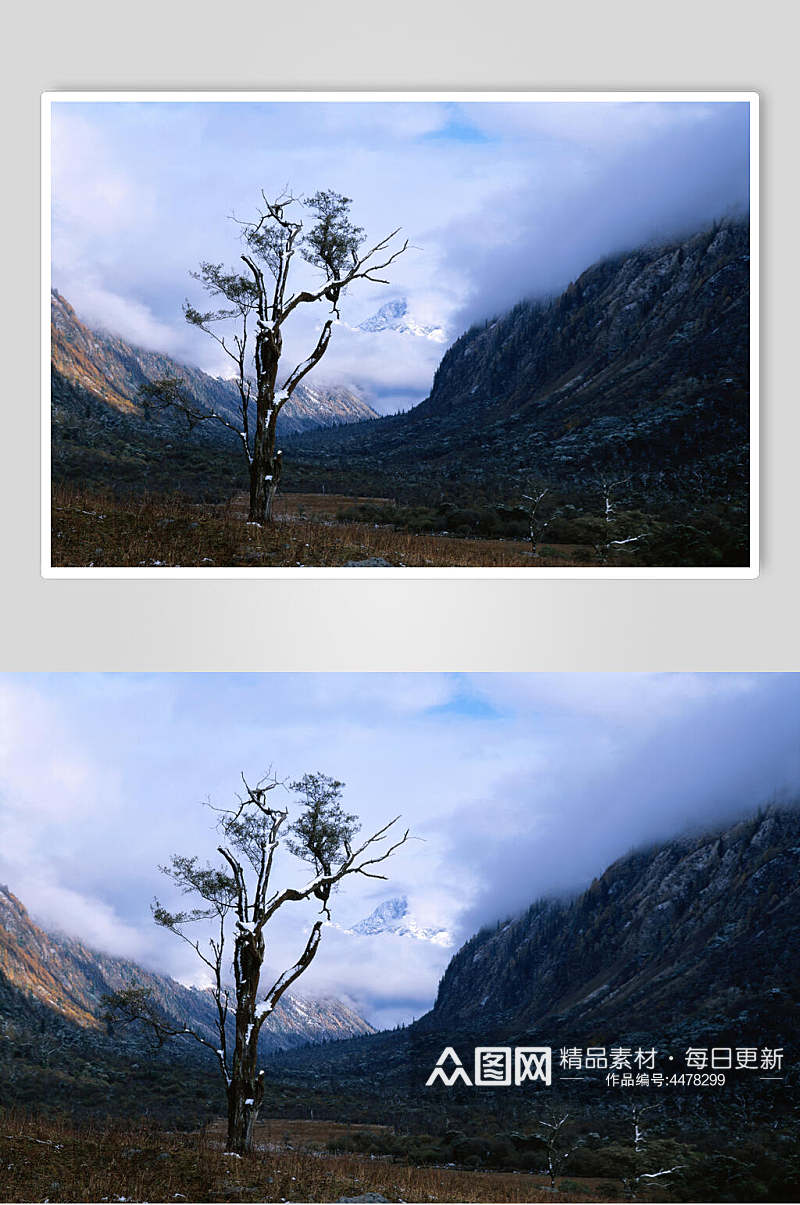 树木大自然风光摄影图素材