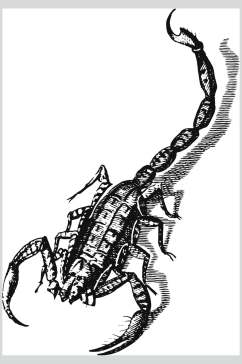 蝎子黑色简约动物素描手绘矢量素材