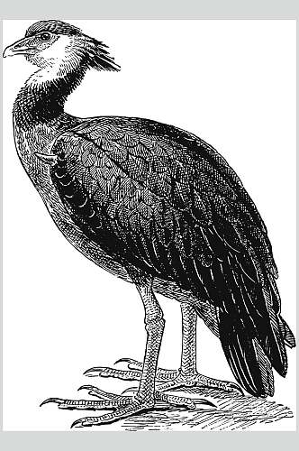 小鸟唯美黑色动物素描手绘矢量素材