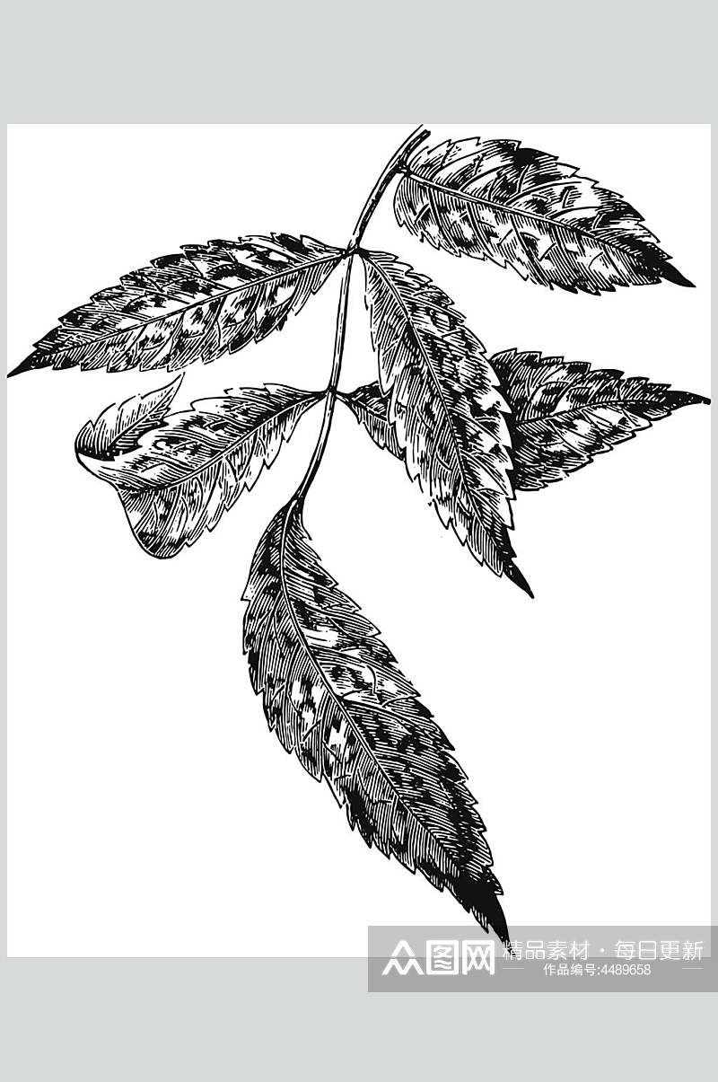 典雅简约黑色植物花卉手绘矢量素材素材