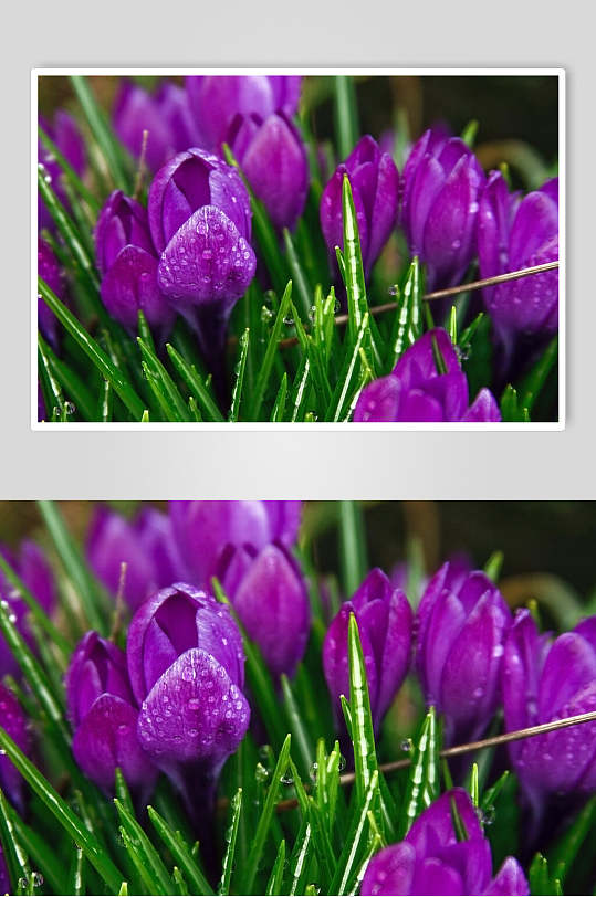 紫色郁金香户外风景图片