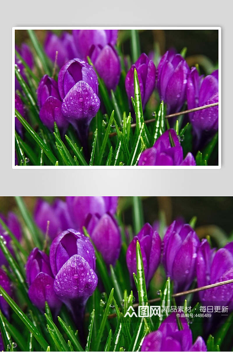 紫色郁金香户外风景图片素材
