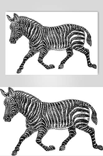 斑马动物素描手绘矢量素材