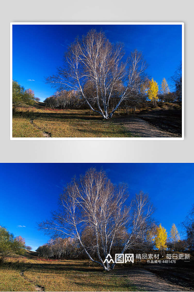 蓝天大树大自然风光摄影图素材