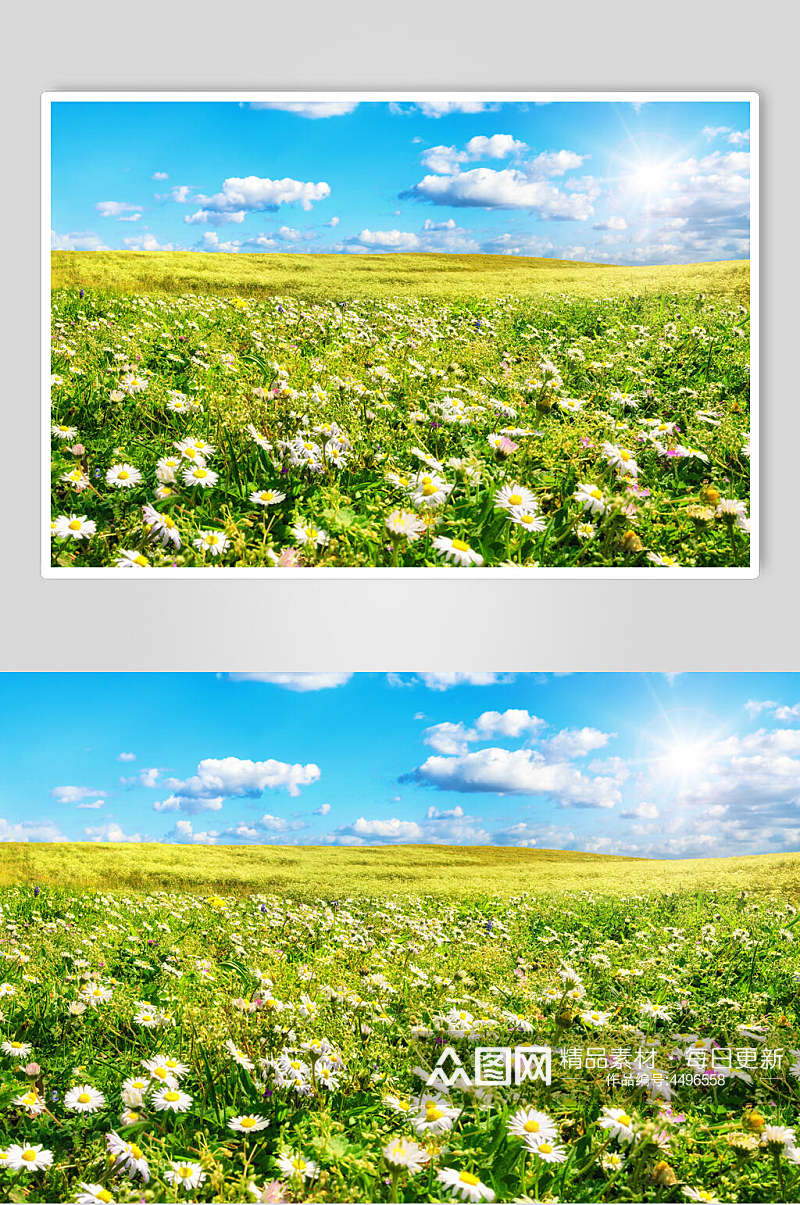 菊花草原草地风景摄影高清图片素材