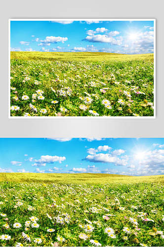 菊花草原草地风景摄影高清图片