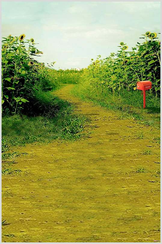 田园花卉背景摄影图片