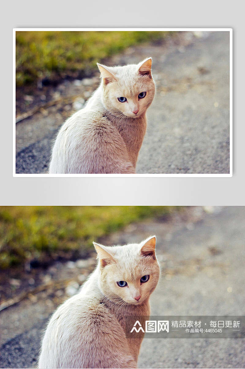萌宠猫咪可爱动物图片素材