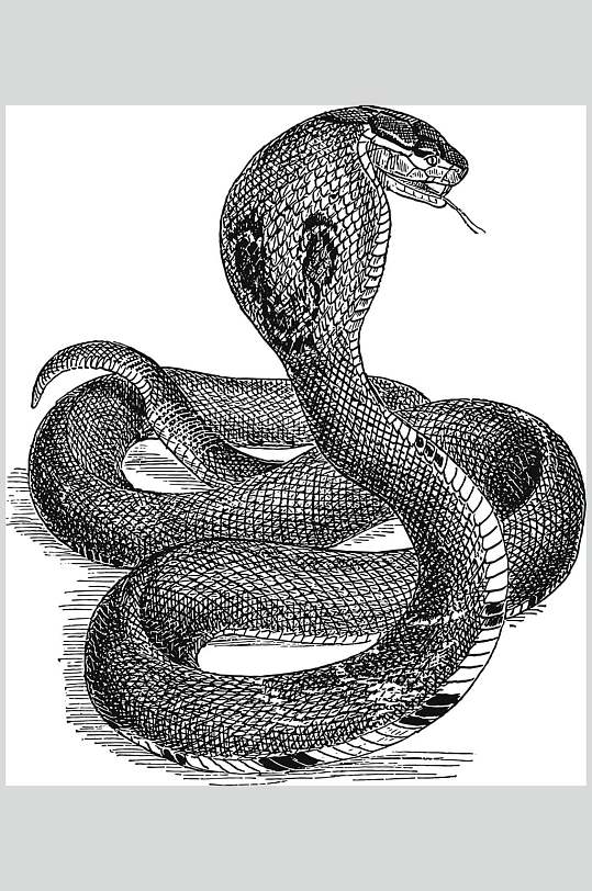 蛇黑色简约风动物素描手绘矢量素材