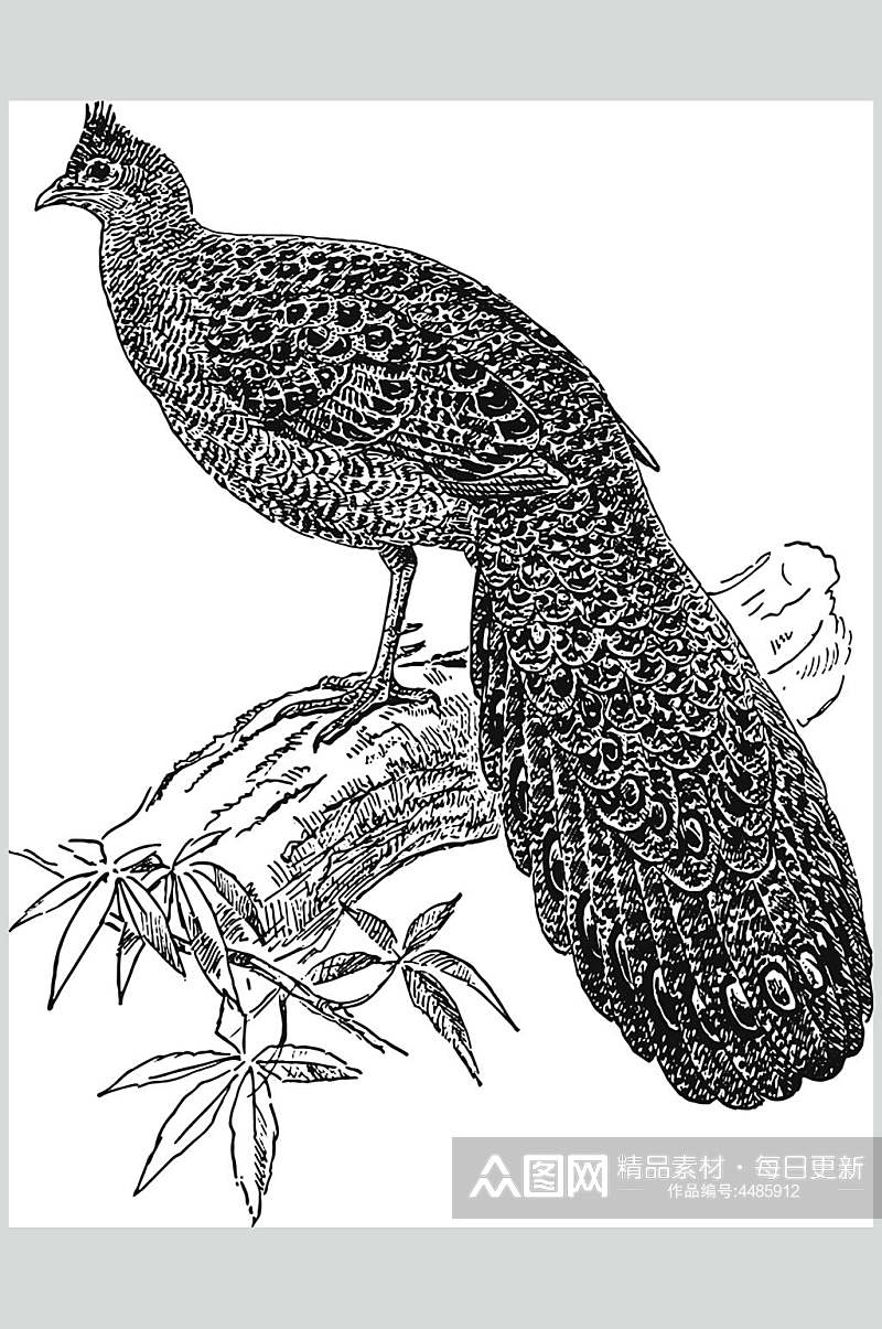 孔雀黑色简约动物素描手绘矢量素材素材